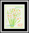 Daffodil (Narcissus tazetta)