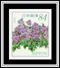 Violet (Viola sp.)