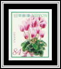 Cyclamen (Cyclamen persicum)
