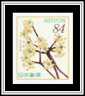 Oriental Paperbush (Edgeworthia chrysantha)