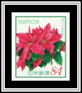 Poinsettia (Euphorbia pulcherrima)