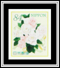 Rose (Rosa sp.)