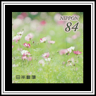 Hamarikyu Gardens Cosmos
