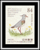 Southern Lapwing