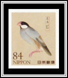 Java Sparrow (Padda oryzivora)
