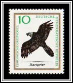Bearded Vulture (Gypaëtus barbatus)