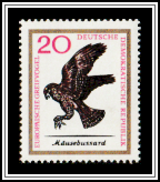 Common Buzzard (Buteo buteo)