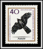 Northern Goshawk (Accipiter gentilis)