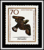 Golden Eagle (Aquila chrysaetos)