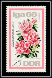 Rhododendron (Rhododendron simsii)
