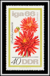 Dahlia (Dahlia pinnata)
