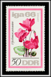 Cyclamen (Cyclamen persicum)