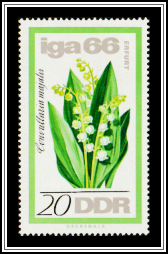 Lily of the Valley (Convallaria majalis)