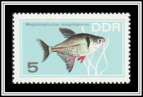 Black Phantom Tetra (Megalomphodus megalopterus)