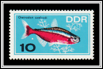 Cardinal Tetra (Cheirodon axelrodi)
