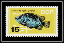Rio Grande Cichlid (Cichlasoma cyanoguttatum)