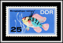 Ramirez's Dwarf Cichlid (Mikrogeophagus ramirezi)