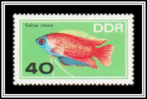 Honey Gourami (Colisa chuna)