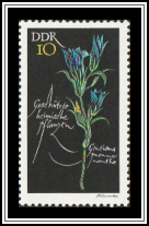 Marsh Gentian (Gentiana pneumonanthe)