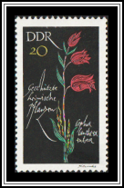 Red Helleborine (Cephalanthera rubra)