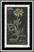 Wolf's Bane (Arnica montana)