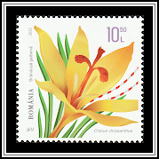 Crocus chrysanthus