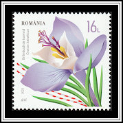 Crocus banaticus