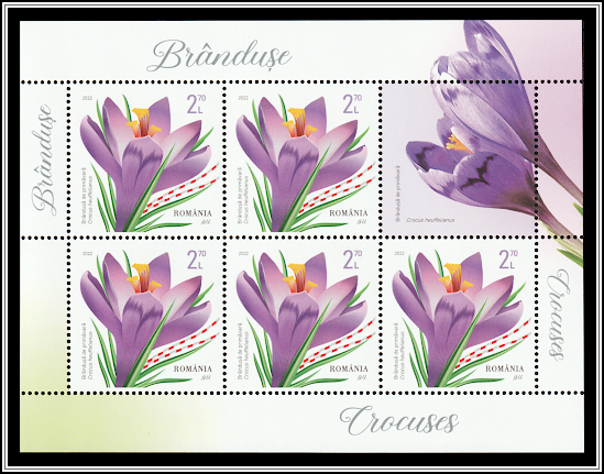 Crocus heuffelianus