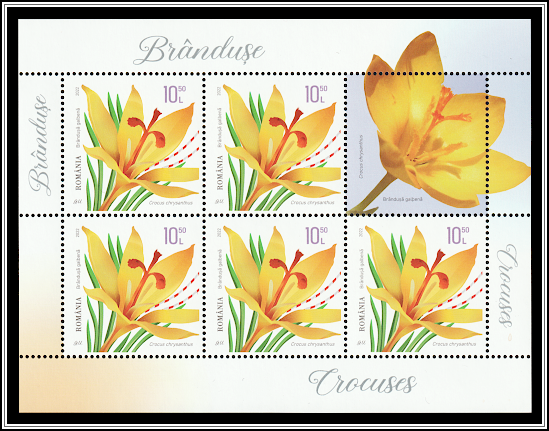 Crocus chrysanthus