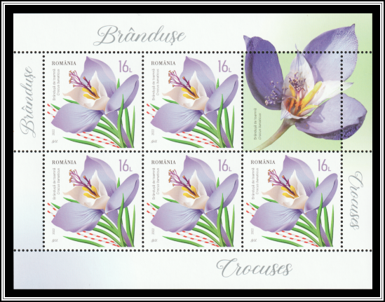 Crocus banaticus