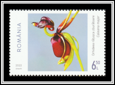 Flying Duck Orchid (Caleana major)