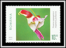 Parrot Flower (Impatiens psittacina)