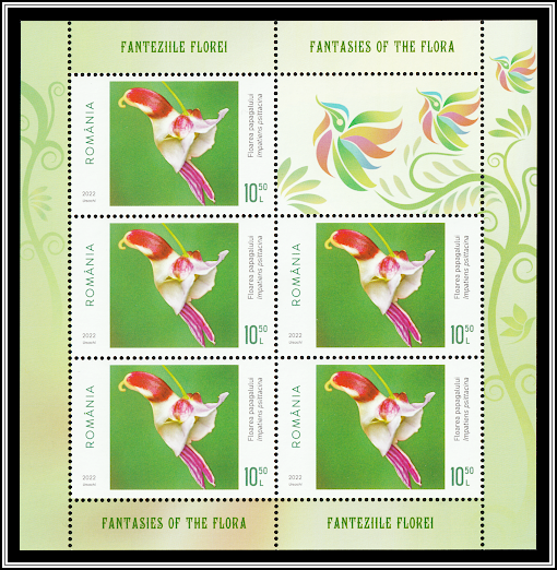 Parrot Flower (Impatiens psittacina)