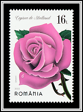Caprice de Meilland