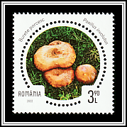 Brown Roll-Rim (Paxillus involutus)