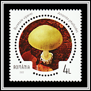 Death Cap (Amanita phalloides)