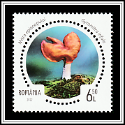 Elfin Saddle (Gyromitra infula)