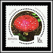 Fly Agaric (Amanita muscaria)