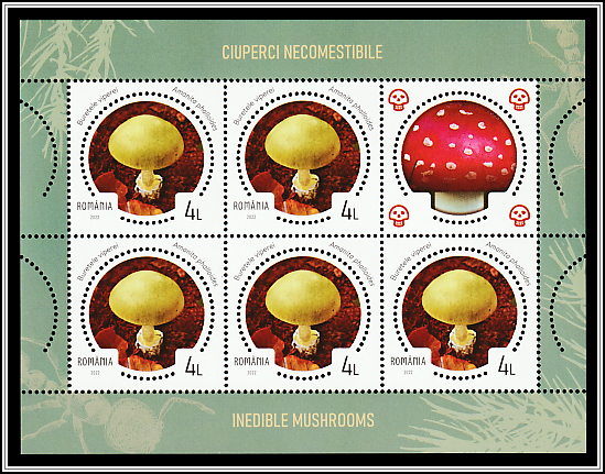 Death Cap (Amanita phalloides)