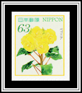 Begonia
