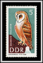 Common Barn Owl (Tyto alba)