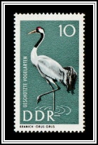 Common Crane (Grus grus)