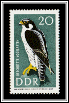 Peregrine Falcon (Falco peregrinus)