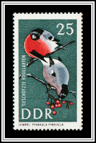 Eurasian Bullfinch (Pyrrhula pyrrhula)