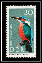 Common Kingfisher (Alcedo atthis)