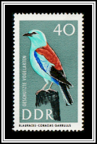 European Roller (Coracias garrulus)