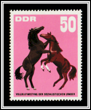 Yearling Stallions Playing