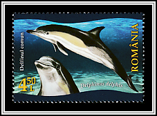 Common Dolphin (Delphinus delphis)