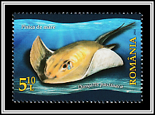 Common Stingray (Dasyatis pastinaca)