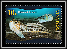 Greater Weever (Trachinus draco)